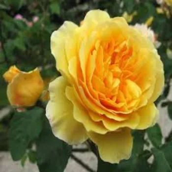 Designer Yellow rose
